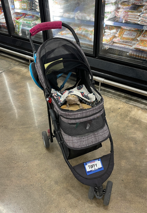 Bearded Dragon Spotted In Stroller At Austin Grocery Store Frozen-Food ...